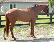 West Wind in Florida, ridden by Kaitlin Spurlock